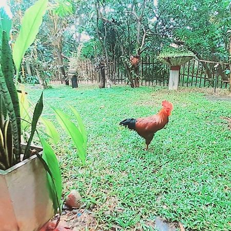 Bamboo Home Stay Hiriketiya Діквелла Екстер'єр фото