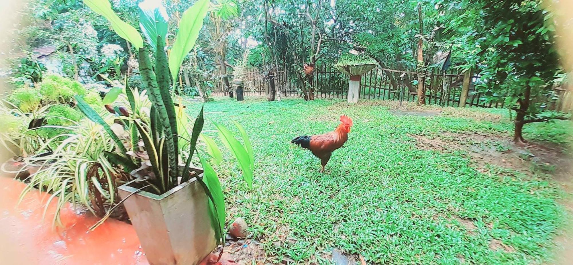 Bamboo Home Stay Hiriketiya Діквелла Екстер'єр фото