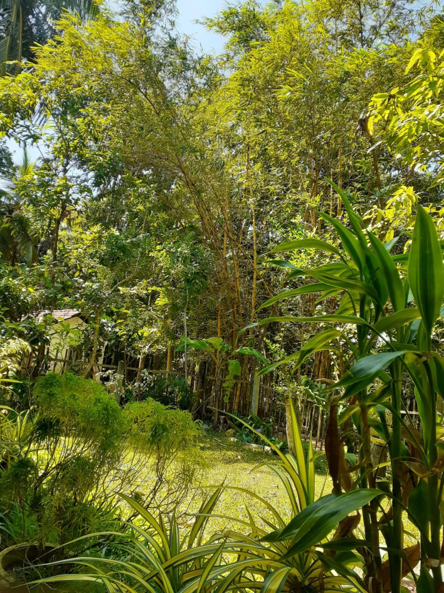 Bamboo Home Stay Hiriketiya Діквелла Екстер'єр фото